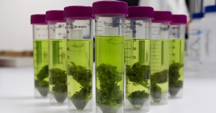 Cannabis flower in extraction solvent prior to pulverization
